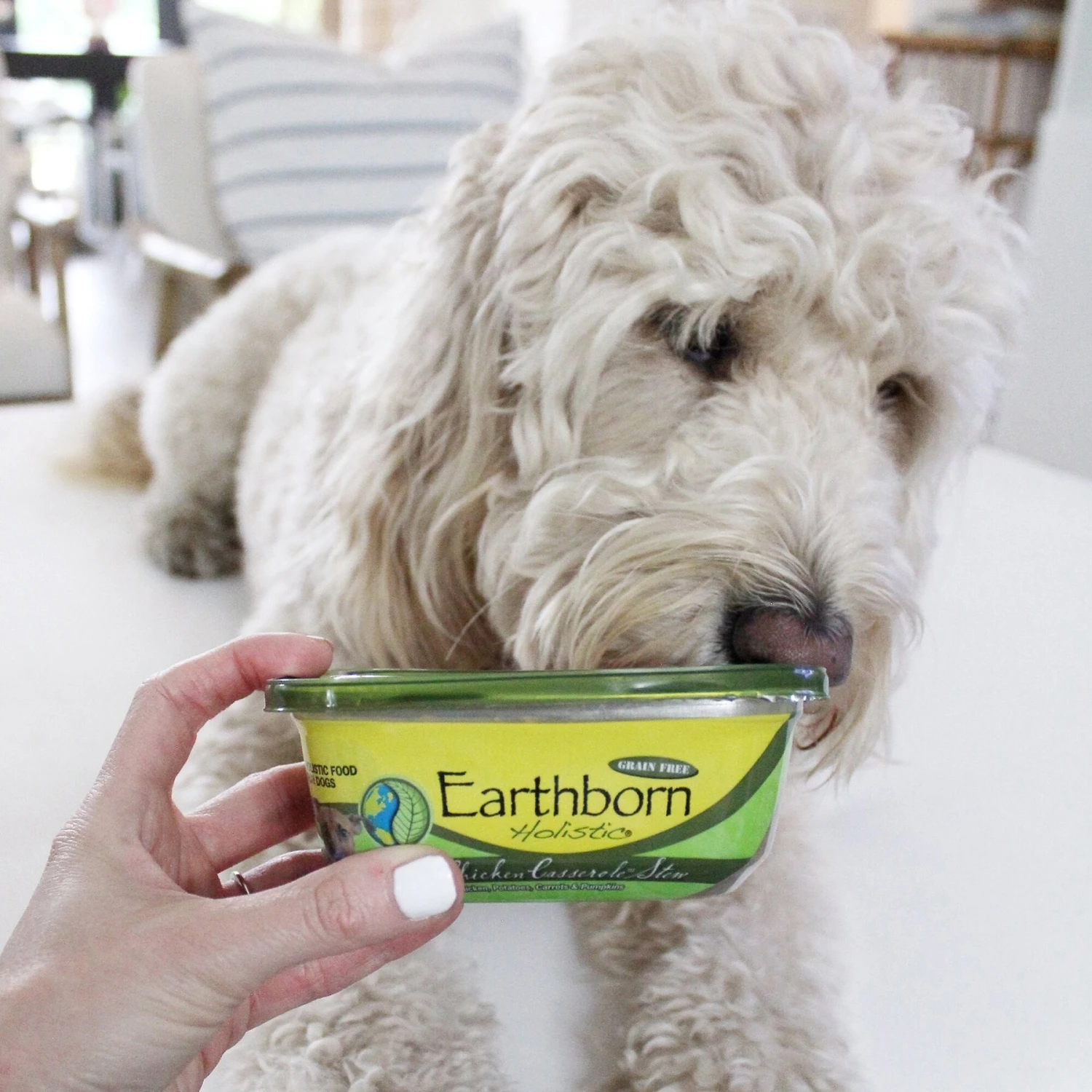 Earthborn Holistic Chip's Chicken Casserole Grain-Free Natural Moist Dog Food 10 Earthborn Holistic Chip's Chicken Casserole Grain-Free Natural Moist Dog Food - Image 8