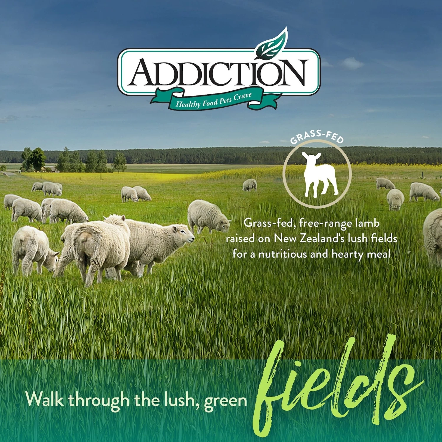 Addiction Grain-Free Le Lamb Dry Dog Food 7 Addiction Grain-Free Le Lamb Dry Dog Food - Image 5