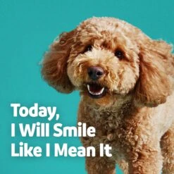 Vibeful Dental Health Chicken Flavored Powder Dental Supplement For Dogs & Cats -Blue Buffalo || ROYAL CANIN || Wellness Sales 617222 PT6. AC SS1800 V1674656202