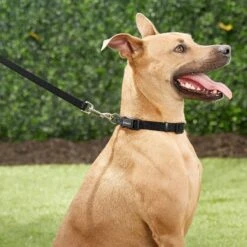 Frisco Orthopedic Pillow Cat & Dog Bed + 4 Items -Blue Buffalo || ROYAL CANIN || Wellness Sales 623758 PT4. AC SS1800 V1662741678