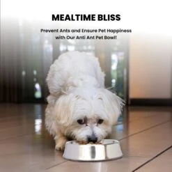 Iconic Pet Anti Ant Stainless Steel Non Skid Dog & Cat Bowl, 2 Count -Blue Buffalo || ROYAL CANIN || Wellness Sales 652046 PT4. AC SS1800 V1663880779