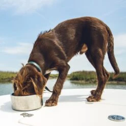 YETI Boomer Dog Bowl 11 YETI Boomer Dog Bowl -Blue Buffalo || ROYAL CANIN || Wellness Sales 658990 PT3. AC SS1800 V1664314223