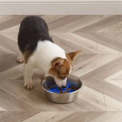 Outward Hound Stainless Steel Fun Slow Feeder Dog Bowl -Blue Buffalo || ROYAL CANIN || Wellness Sales 684942 PT7. AC SS1800 V1694439666