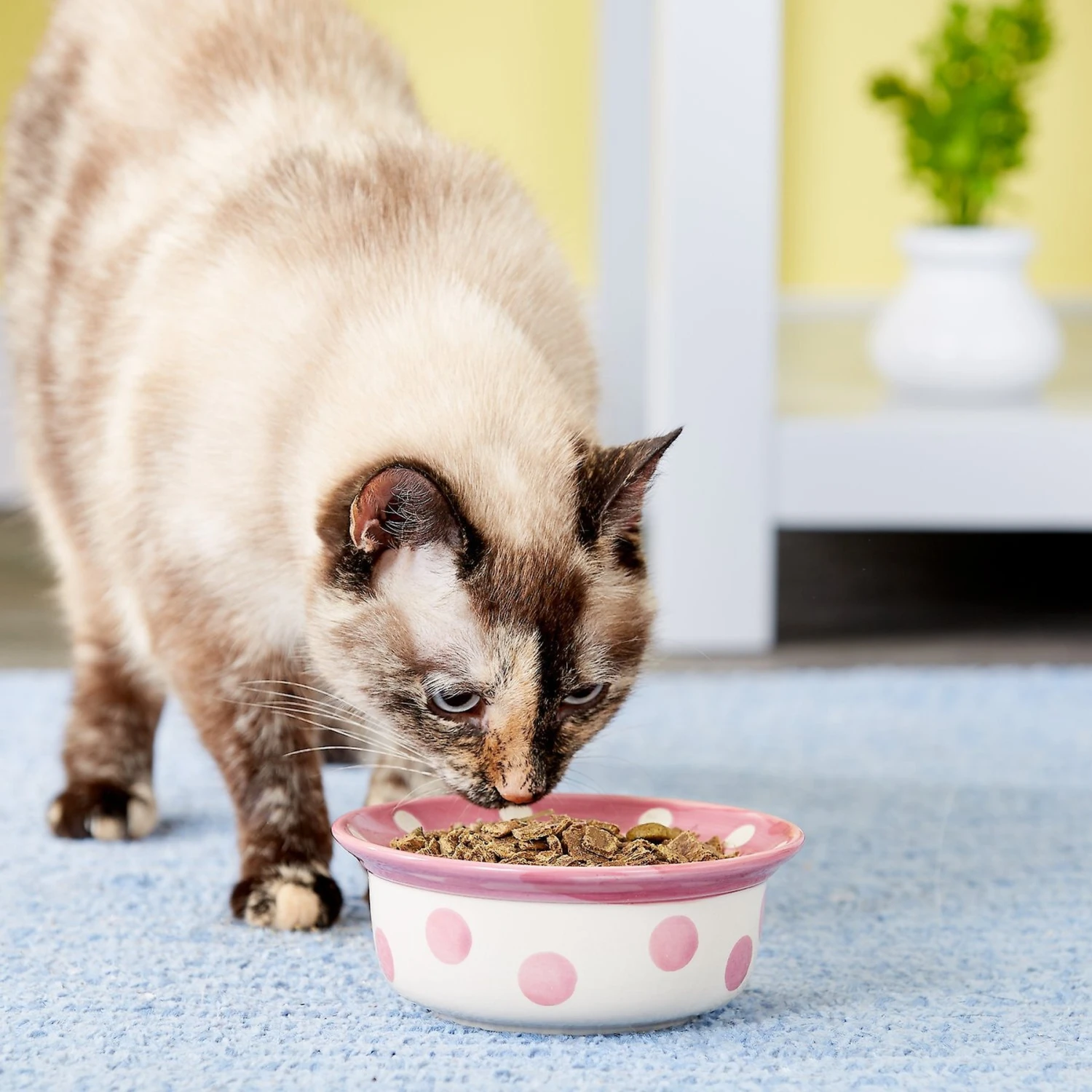 PetRageous Designs Polka Paws Deep Ceramic Dog & Cat Bowl 6 PetRageous Designs Polka Paws Deep Ceramic Dog & Cat Bowl - Image 4