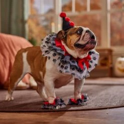 Frisco Clown Dog & Cat Costume Accessory 14 Frisco Clown Dog & Cat Costume Accessory -Blue Buffalo || ROYAL CANIN || Wellness Sales 706526 PT7. AC SS1800 V1689282556