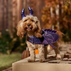 Frisco Dragon Dog & Cat Costume Accessory -Blue Buffalo || ROYAL CANIN || Wellness Sales 706582 PT7. AC SS1800 V1689282513