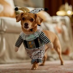 Frisco Front Walking Glitter Clown Dog & Cat Costume -Blue Buffalo || ROYAL CANIN || Wellness Sales 707542 PT7. AC SS1800 V1689278717