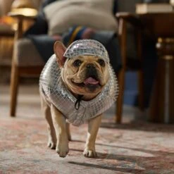 Frisco Disco Ball Dog & Cat Costume -Blue Buffalo || ROYAL CANIN || Wellness Sales 707934 PT7. AC SS1800 V1689271312