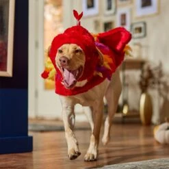 Frisco Flying Phoenix Dog & Cat Costume -Blue Buffalo || ROYAL CANIN || Wellness Sales 708150 PT7. AC SS1800 V1689343869