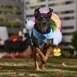 Frisco Over The Rainbow Dog & Cat Costume -Blue Buffalo || ROYAL CANIN || Wellness Sales 708470 PT7. AC SS1800 V1689278721