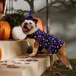 Frisco Cosmic Witch Dog & Cat Costume -Blue Buffalo || ROYAL CANIN || Wellness Sales 708982 PT7. AC SS1800 V1689350987