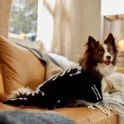 Frisco Glow In The Dark Skeleton Dog & Cat Costume 16 Frisco Glow In The Dark Skeleton Dog & Cat Costume -Blue Buffalo || ROYAL CANIN || Wellness Sales 709038 PT7. AC SS1800 V1689350988