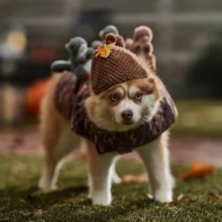 Frisco Squirrels & Nuts Ride-On Dog & Cat Costume -Blue Buffalo || ROYAL CANIN || Wellness Sales 709422 PT7. AC SS1800 V1689270909