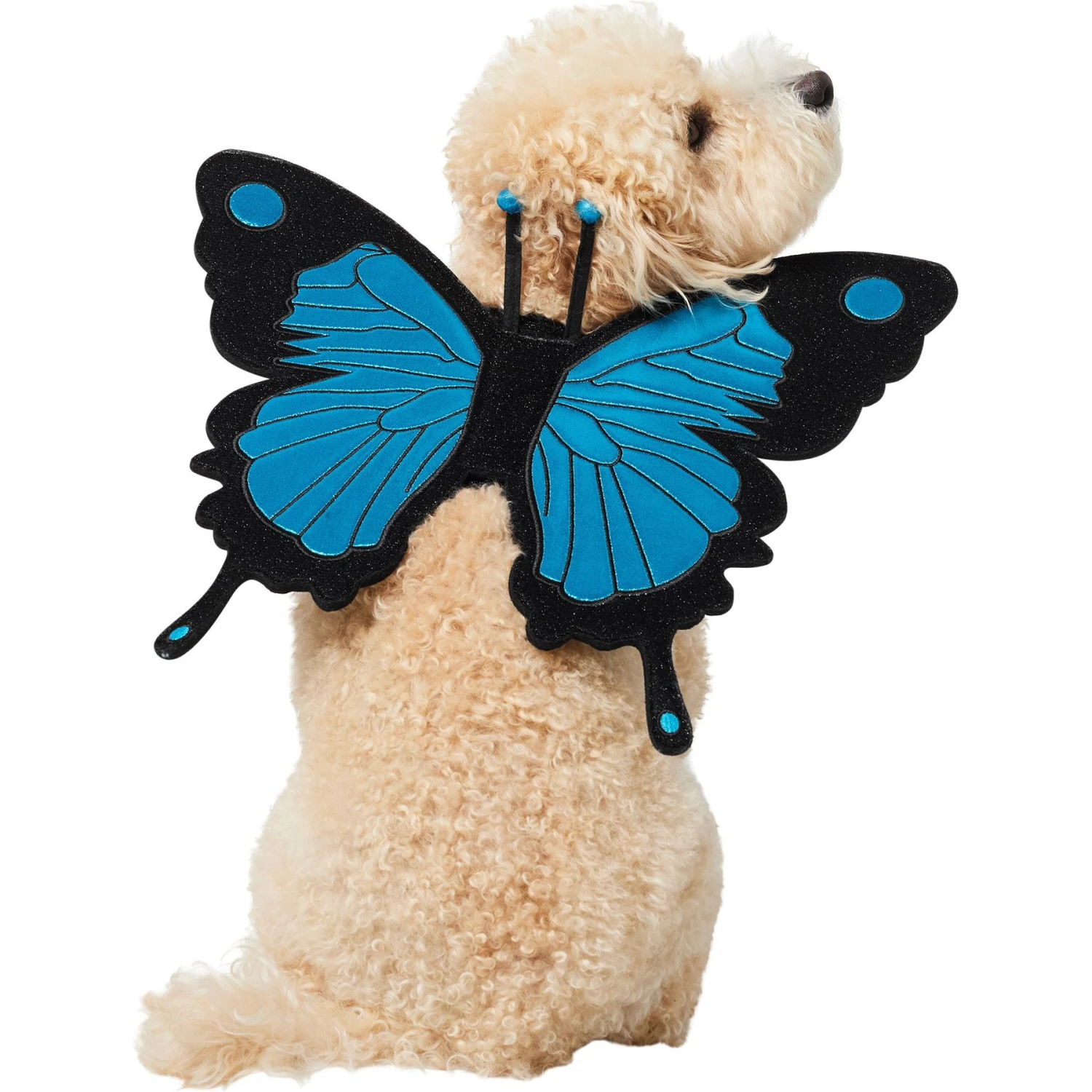 Frisco Magical Butterfly Wings Dog & Cat Costume Accessory 3 Frisco Magical Butterfly Wings Dog & Cat Costume Accessory