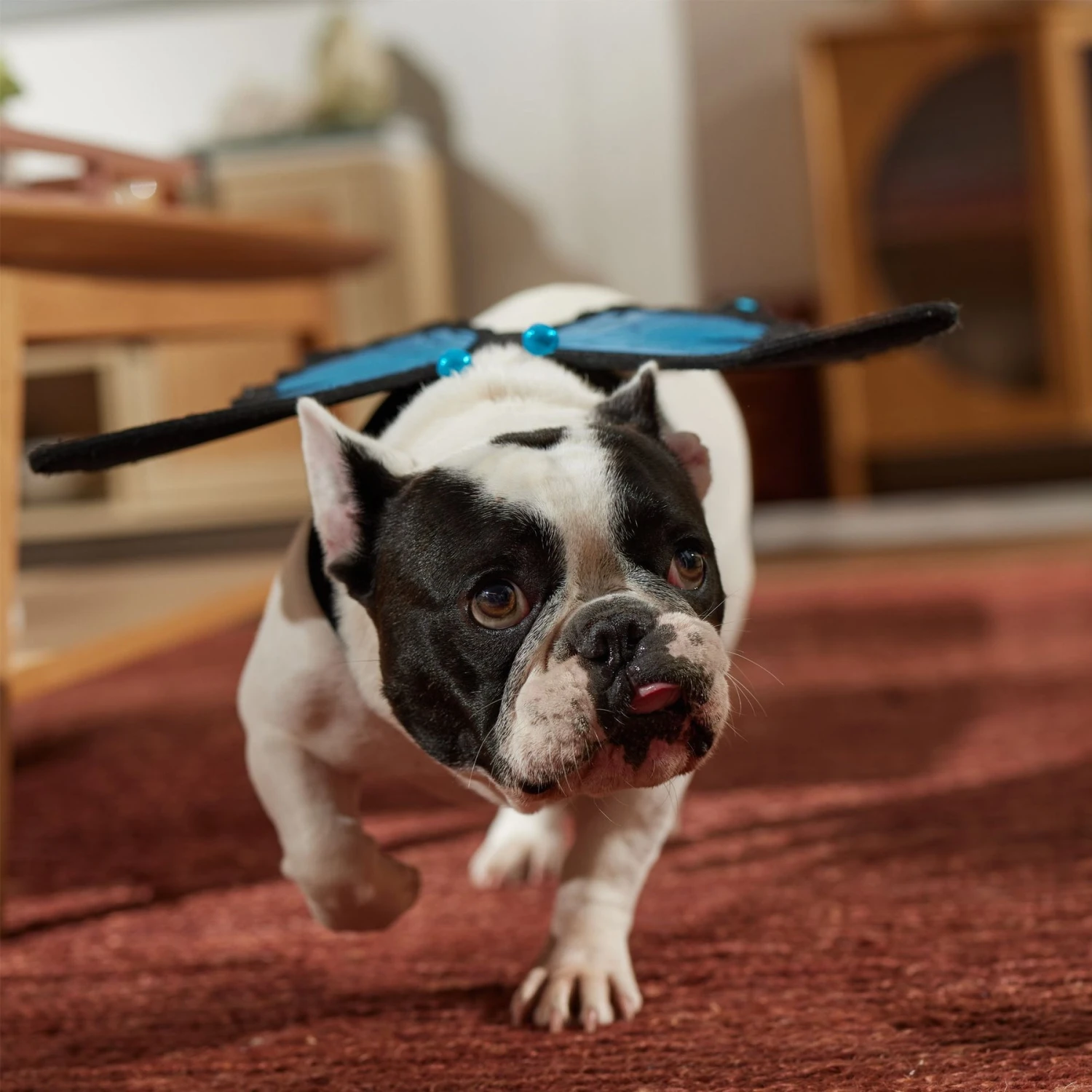 Frisco Magical Butterfly Wings Dog & Cat Costume Accessory 8 Frisco Magical Butterfly Wings Dog & Cat Costume Accessory - Image 6