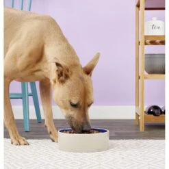 Ethical Pet Stoneware Crock Ceramic Dog & Cat Dish -Blue Buffalo || ROYAL CANIN || Wellness Sales 71415 PT7. AC SS1800 V1542654506