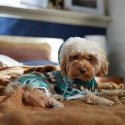 Frisco Fairisle Cozy Plush Fleece Dog & Cat PJs, Green -Blue Buffalo || ROYAL CANIN || Wellness Sales 719054 PT7. AC SS1800 V1692375980