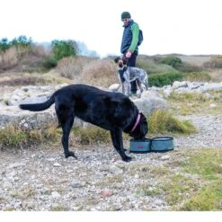 KONG Fold-Up Double Dog Bowl 13 KONG Fold-Up Double Dog Bowl -Blue Buffalo || ROYAL CANIN || Wellness Sales 721518 PT5. AC SS1800 V1671031277