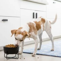 Waggo Simple Solid Iron Dog & Cat Bowl Stand -Blue Buffalo || ROYAL CANIN || Wellness Sales 731462 PT3. AC SS1800 V1698346639