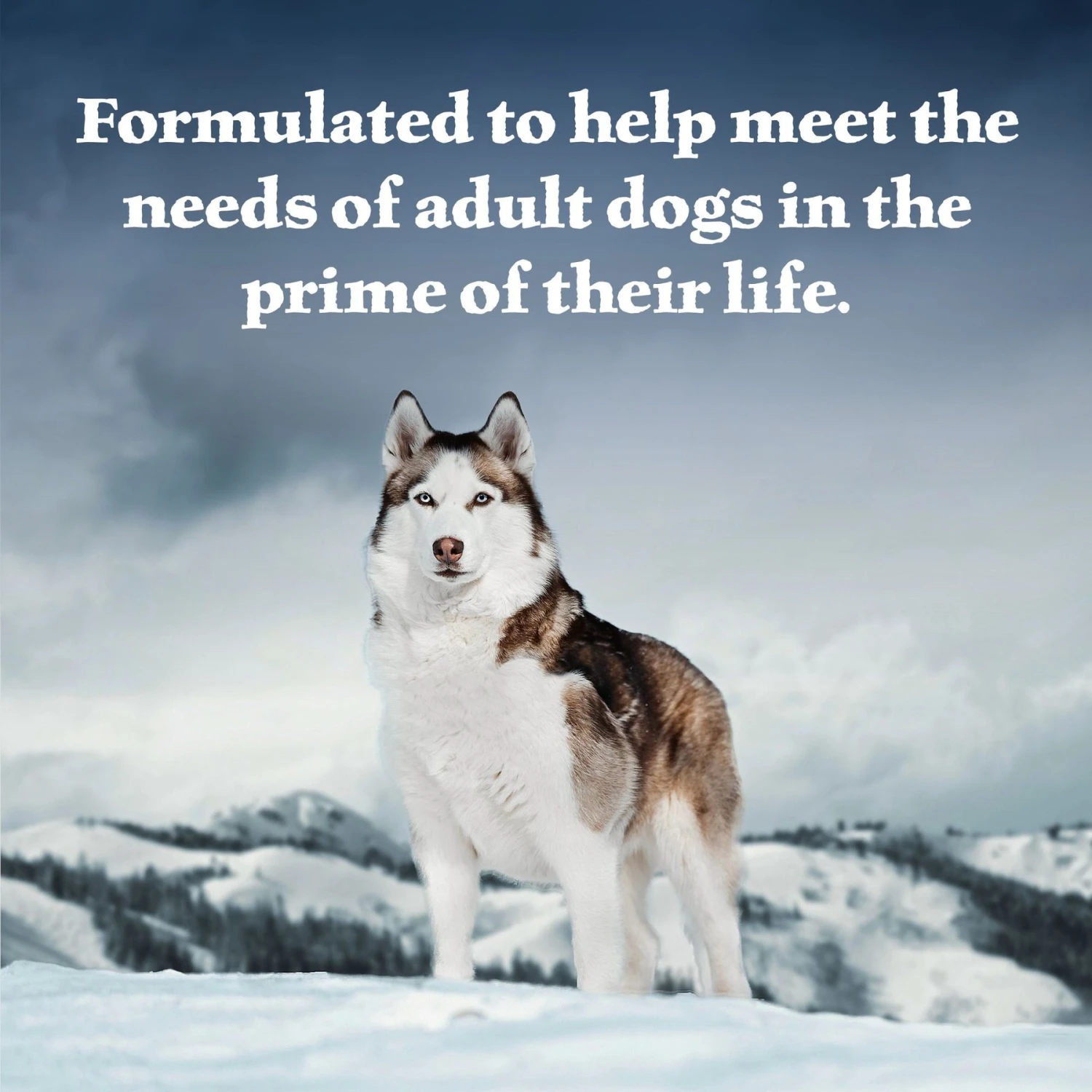 Blue Buffalo Wilderness Beef & Salmon Variety Pack Wet Dog Food 6 Blue Buffalo Wilderness Beef & Salmon Variety Pack Wet Dog Food - Image 4