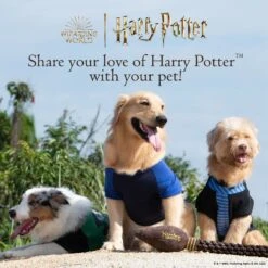 Fetch For Pets Harry Potter Hedwig Dog Treat Jar -Blue Buffalo || ROYAL CANIN || Wellness Sales 738710 PT6. AC SS1800 V1678906022