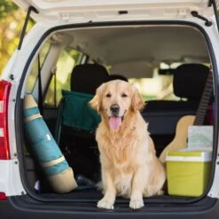 Max & Marlow Go Gear Portable Waterproof Roll-Up Cat & Dog Bed Mat -Blue Buffalo || ROYAL CANIN || Wellness Sales 741934 PT2. AC SS1800 V1674069800