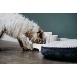 Cat Mate Plastic Dog & Cat Fountain, 67.6-oz -Blue Buffalo || ROYAL CANIN || Wellness Sales 75264 PT6. AC SS1800 V1663713387