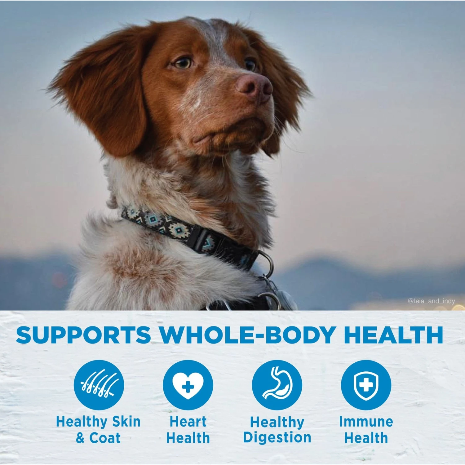 Wellness Simple Limited Ingredient Diet Grain-Free Small Breed Salmon & Potato Formula Dry Dog Food 6 Wellness Simple Limited Ingredient Diet Grain-Free Small Breed Salmon & Potato Formula Dry Dog Food - Image 4