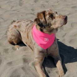 Canada Pooch Chill Seeker Cooling Dog Bandana -Blue Buffalo || ROYAL CANIN || Wellness Sales 758750 PT3. AC SS1800 V1677535639