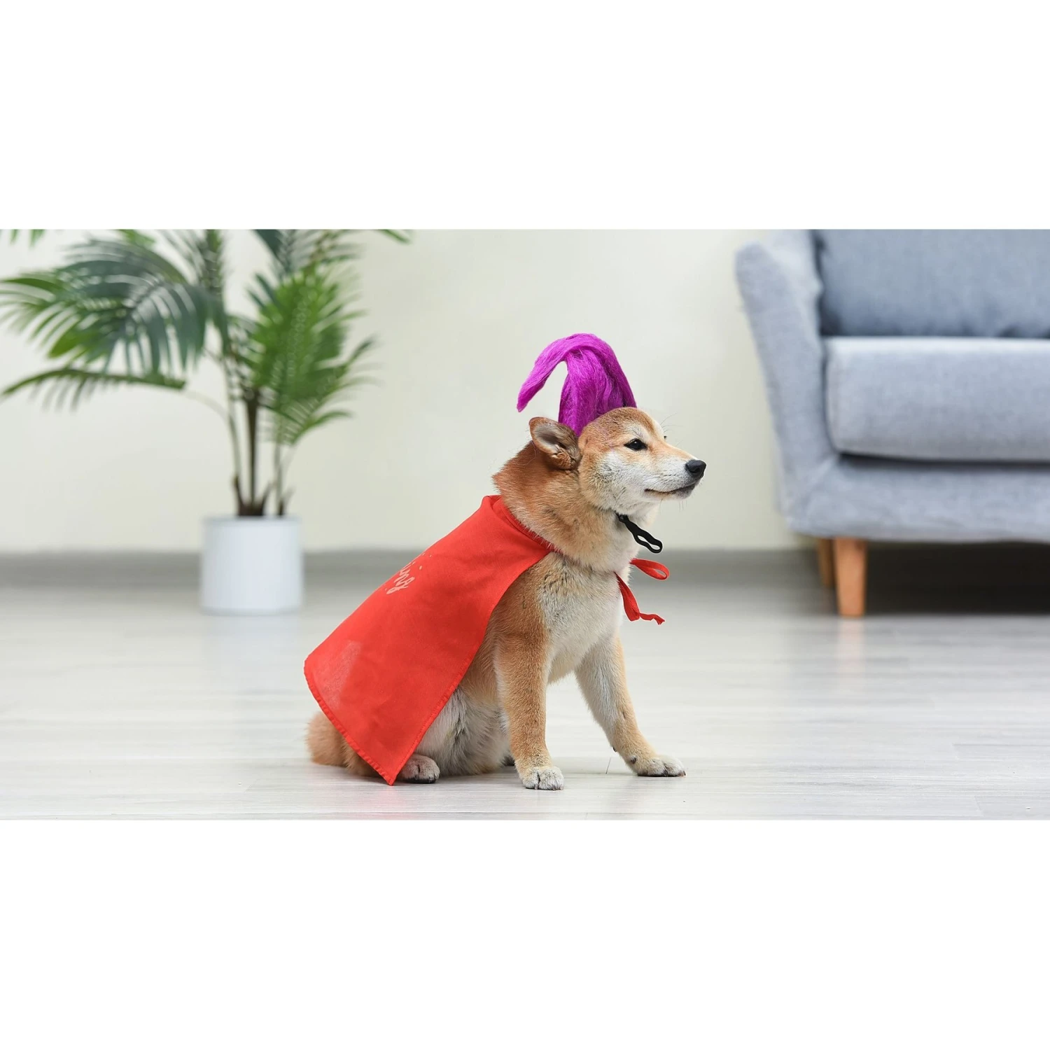 Disney Hocus Pocus Halloween Mary Sanderson Cape & Pet Wig Dog Costume With PVC Bag & Insert Card 8 Disney Hocus Pocus Halloween Mary Sanderson Cape & Pet Wig Dog Costume With PVC Bag & Insert Card - Image 6