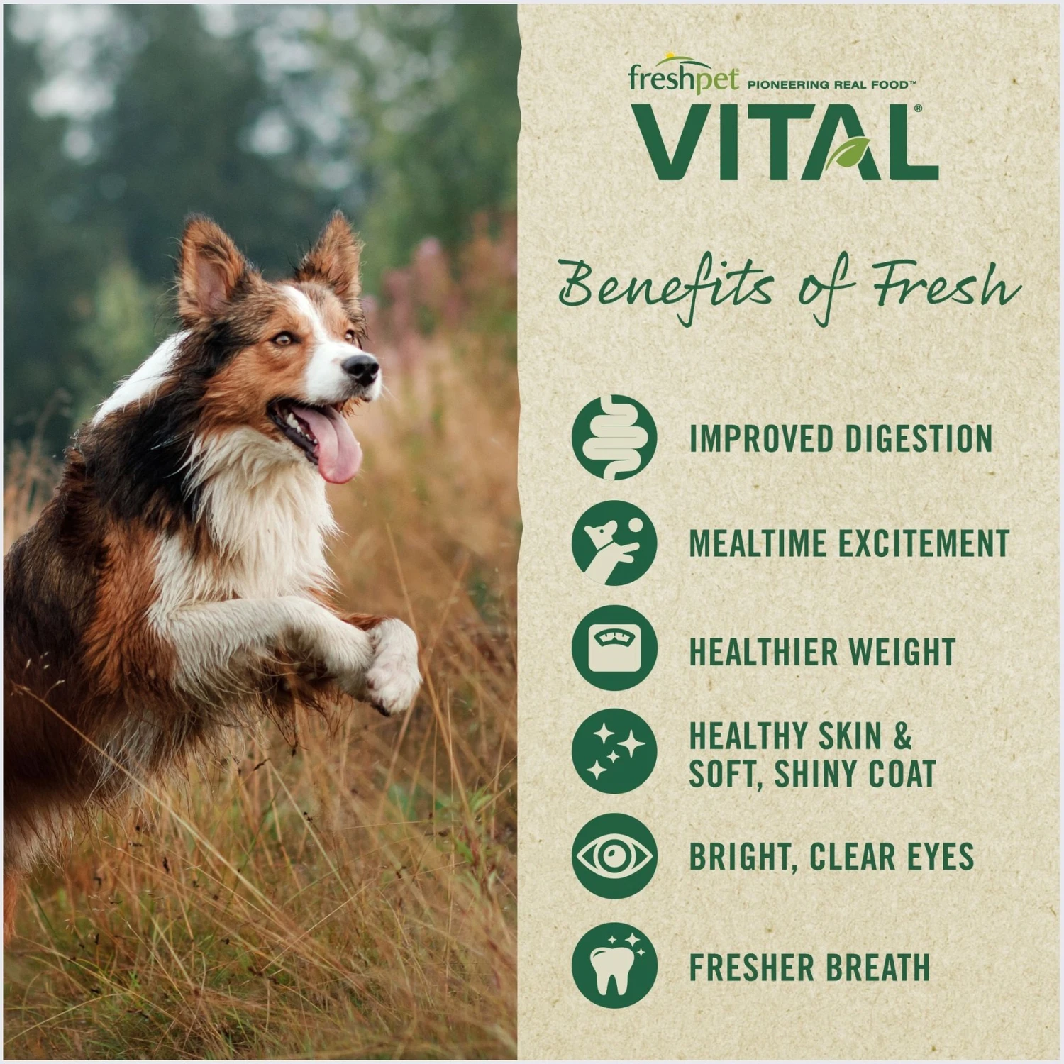 Freshpet Vital Chicken, Beef, Salmon & Egg Recipe Grain-Free Fresh Dog Food 8 Freshpet Vital Chicken, Beef, Salmon & Egg Recipe Grain-Free Fresh Dog Food - Image 6