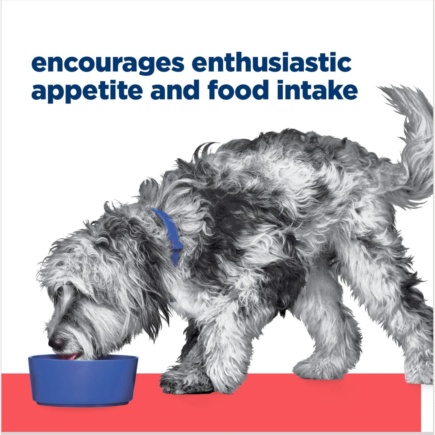 Hill's Prescription Diet ONC Care Chicken & Vegetable Stew Wet Dog Food 8 Hill's Prescription Diet ONC Care Chicken & Vegetable Stew Wet Dog Food - Image 6