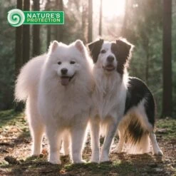 Nature's Protection Superior Care Grain-Free White Fish Junior Small Breed Dog Dry Food -Blue Buffalo || ROYAL CANIN || Wellness Sales 825422 PT7. AC SS1800 V1700156262