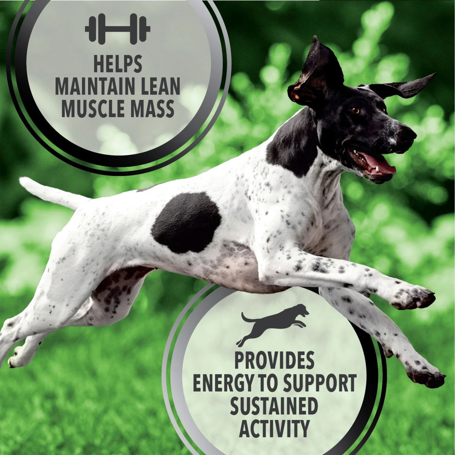 Iams Proactive Health Active Chicken & Turkey Recipe High Protein Adult Dry Dog Food & Pedigree Choice Cuts In Gravy Variety Pack Adult Wet Dog Food, 3.5-oz Pouch, Case Of 30 10 Iams Proactive Health Active Chicken & Turkey Recipe High Protein Adult Dry Dog Food & Pedigree Choice Cuts In Gravy Variety Pack Adult Wet Dog Food, 3.5-oz Pouch, Case Of 30 - Image 8