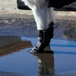 Canada Pooch Waterproof Dog Rain Boots, Black -Blue Buffalo || ROYAL CANIN || Wellness Sales 857414 PT4. AC SS1800 V1685724149