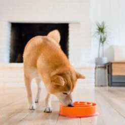 Outward Hound Fun Feeder Interactive Dog Bowl, Orange -Blue Buffalo || ROYAL CANIN || Wellness Sales 85929 PT5. AC SS1800 V1694286712