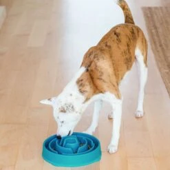 Outward Hound Non-Skid Plastic Slow Feeder Interactive Dog Bowl 16 Outward Hound Non-Skid Plastic Slow Feeder Interactive Dog Bowl -Blue Buffalo || ROYAL CANIN || Wellness Sales 85930 PT5. AC SS1800 V1694287363