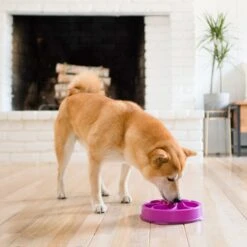 Outward Hound Fun Feeder Interactive Dog Bowl, Purple -Blue Buffalo || ROYAL CANIN || Wellness Sales 85933 PT5. AC SS1800 V1694439726