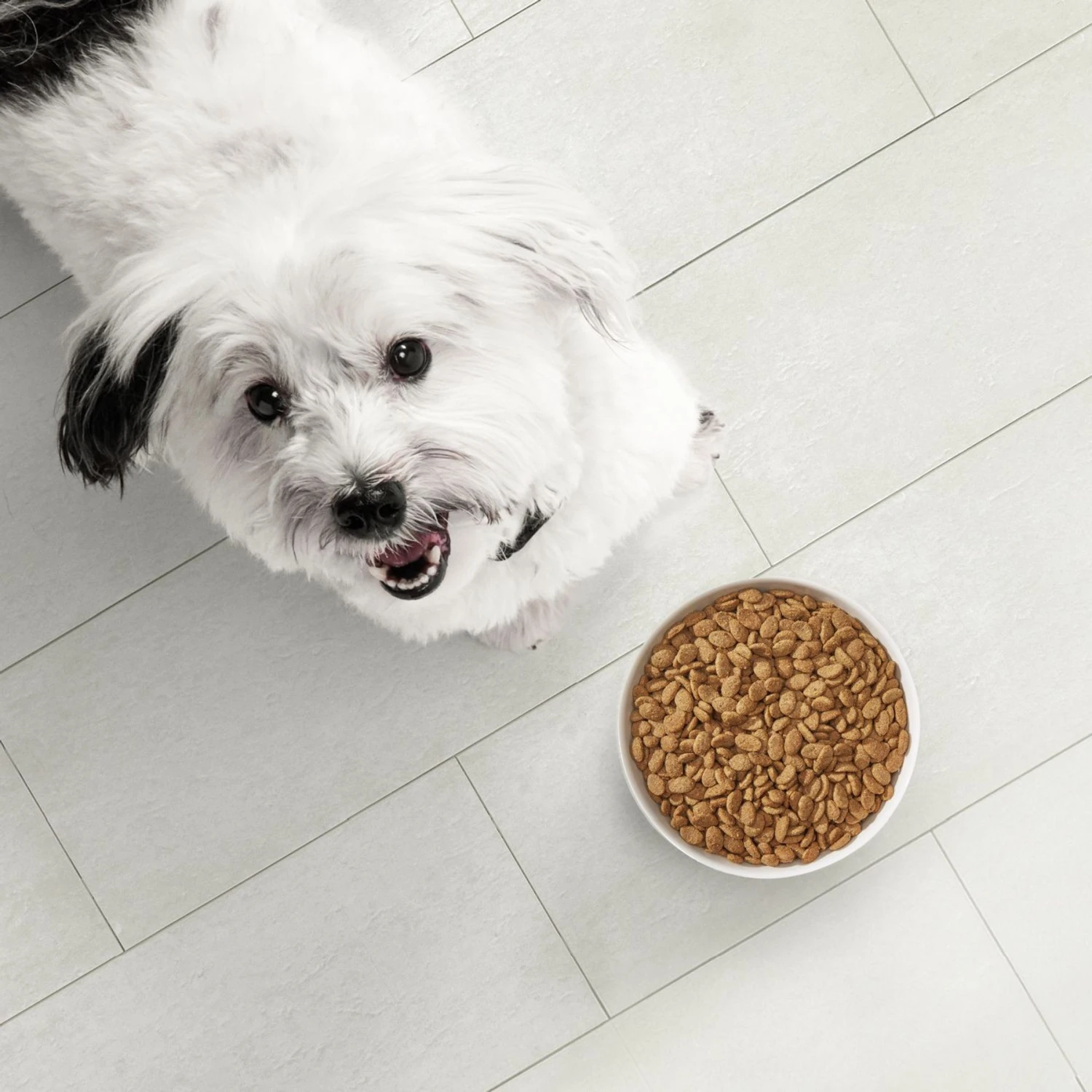 Nutro Ultra Small Breed Weight Management Adult Dry Dog Food 6 Nutro Ultra Small Breed Weight Management Adult Dry Dog Food - Image 4