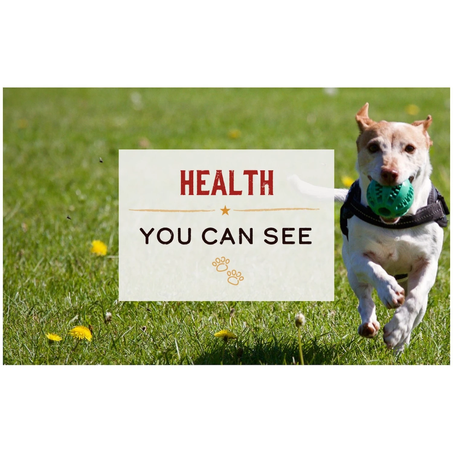 Merrick Limited Ingredient Diet Grain-Free Wet Dog Food Real Lamb Recipe 8 Merrick Limited Ingredient Diet Grain-Free Wet Dog Food Real Lamb Recipe - Image 6