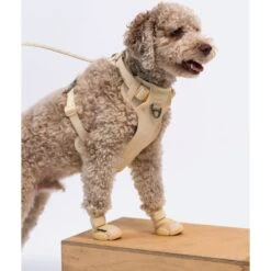 RIFRUF Caesar 1 Dog Boot -Blue Buffalo || ROYAL CANIN || Wellness Sales 884238 PT2. AC SS1800 V1699647438