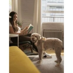 RIFRUF Caesar 1 Dog Boot -Blue Buffalo || ROYAL CANIN || Wellness Sales 884238 PT3. AC SS1800 V1699458953