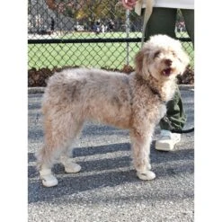 RIFRUF Caesar 1 Dog Boot -Blue Buffalo || ROYAL CANIN || Wellness Sales 884238 PT6. AC SS1800 V1699653023