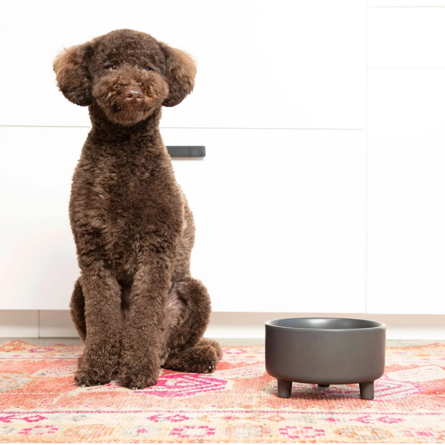 Waggo Uplift Elevated Ceramic Cat & Dog Bowl 4 Waggo Uplift Elevated Ceramic Cat & Dog Bowl - Image 2