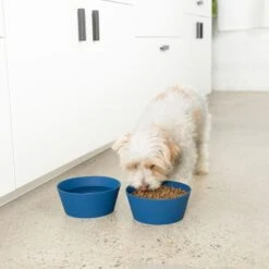 Waggo Habit Non-Skid Silicone Cat & Dog Bowl, Medium -Blue Buffalo || ROYAL CANIN || Wellness Sales 889254 PT2. AC SS1800 V1697132261