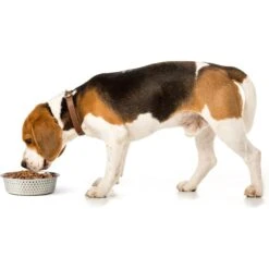 PetRageous Designs Crete Hammered Stainless Steel Dog & Cat Bowl -Blue Buffalo || ROYAL CANIN || Wellness Sales 902294 PT2. AC SS1800 V1689889711