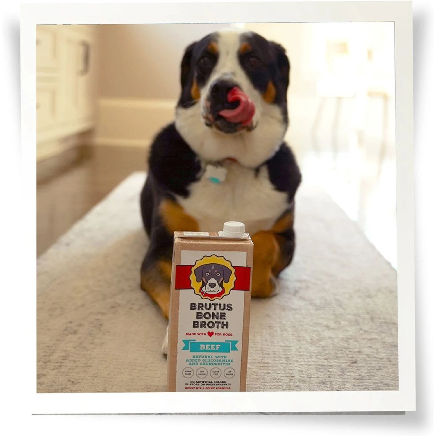 Brutus Broth Bone Broth Beef Flavor Hip & Joint Human-Grade Dog Food Topper, 32-oz Box & Brutus Broth Bone Broth Chicken Flavor Hip & Joint Human-Grade Dog Food Topper, 32-oz Box 7 Brutus Broth Bone Broth Beef Flavor Hip & Joint Human-Grade Dog Food Topper, 32-oz Box & Brutus Broth Bone Broth Chicken Flavor Hip & Joint Human-Grade Dog Food Topper, 32-oz Box - Image 5