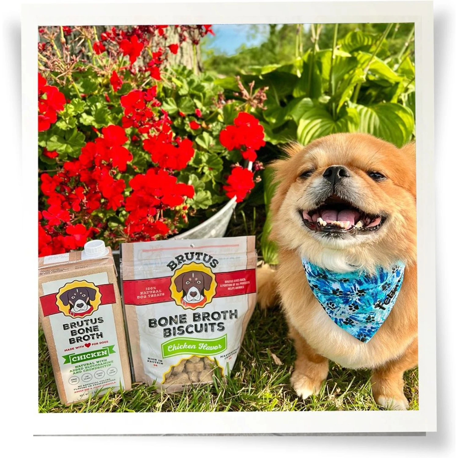 Brutus Broth Bone Broth Beef Flavor Hip & Joint Human-Grade Dog Food Topper, 32-oz Box & Brutus Broth Bone Broth Chicken Flavor Hip & Joint Human-Grade Dog Food Topper, 32-oz Box 11 Brutus Broth Bone Broth Beef Flavor Hip & Joint Human-Grade Dog Food Topper, 32-oz Box & Brutus Broth Bone Broth Chicken Flavor Hip & Joint Human-Grade Dog Food Topper, 32-oz Box - Image 9