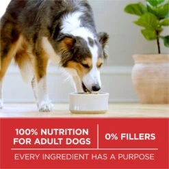 Purina ONE Chicken & Rice Formula Dry Dog Food, 4-lb Bag 15 Purina ONE Chicken & Rice Formula Dry Dog Food, 4-lb Bag -Blue Buffalo || ROYAL CANIN || Wellness Sales 918846 PT4. AC SS1800 V1694545699