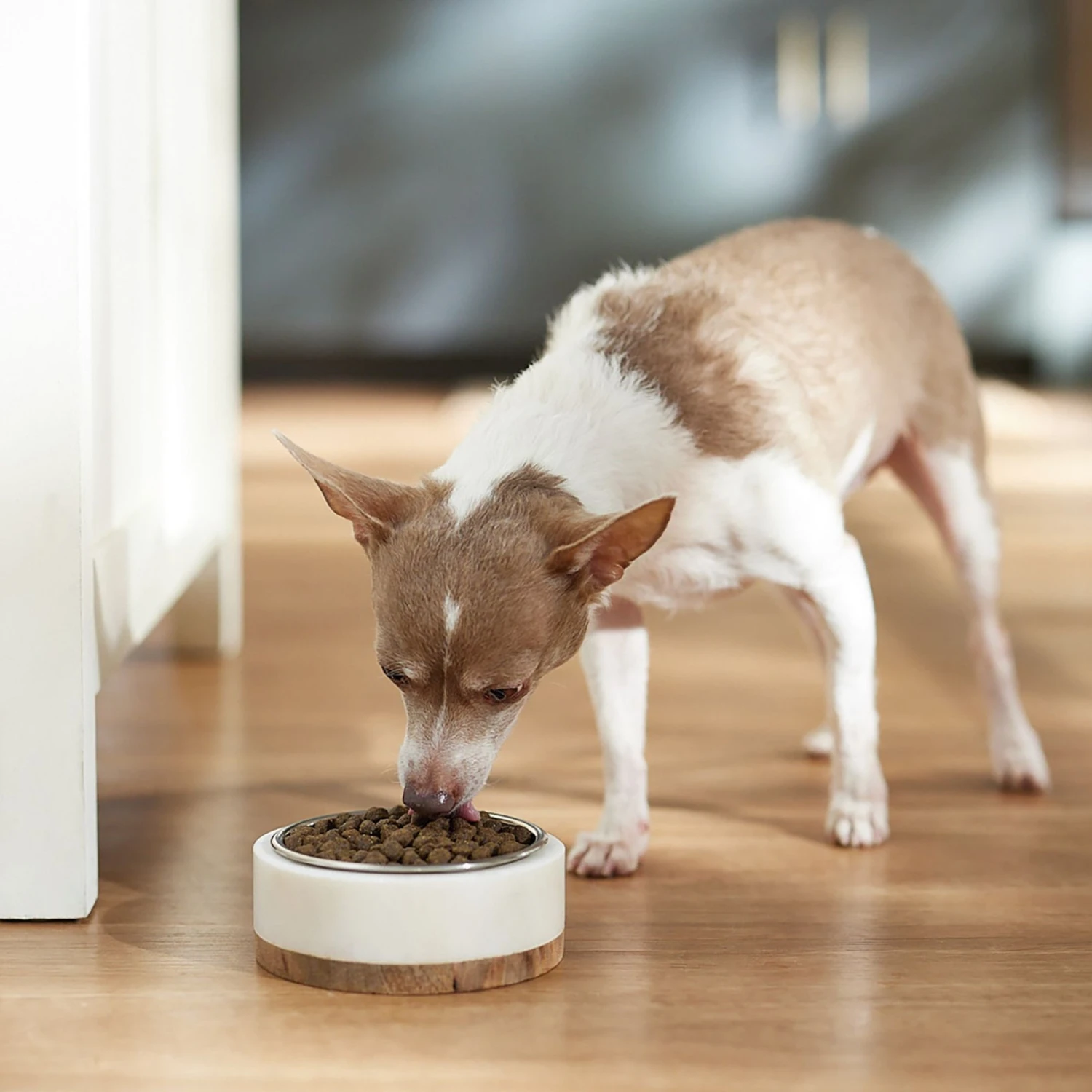 VICTOR Classic Hi-Pro Plus Formula Dry Dog Food 6 VICTOR Classic Hi-Pro Plus Formula Dry Dog Food - Image 4